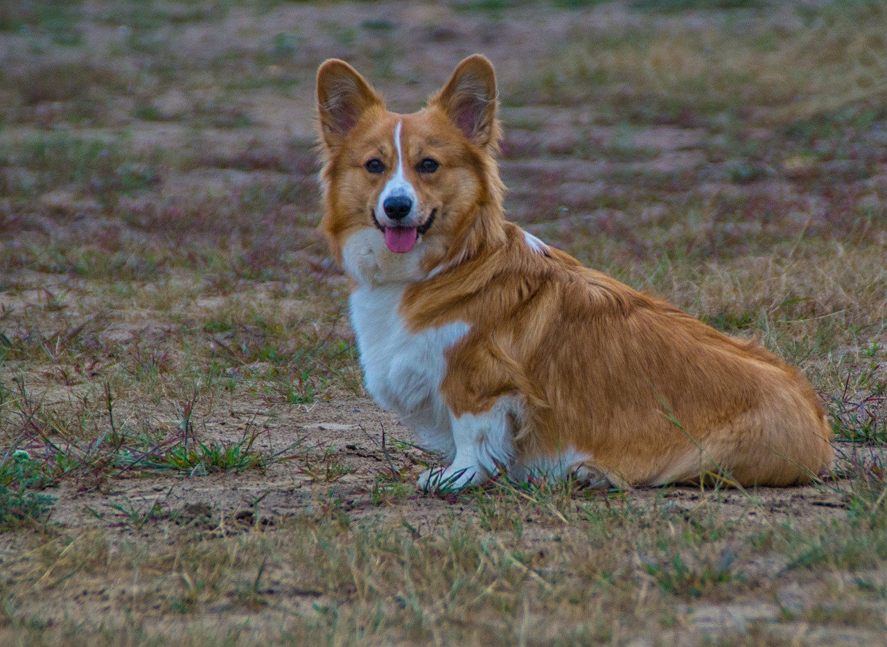 Understanding the Friendly Nature of the Cardigan Welsh Corgi